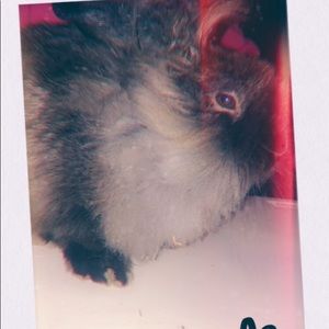 Meet your Posher, Lisset